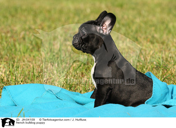 Franzsische Bulldogge Welpe / french bulldog puppy / JH-04109