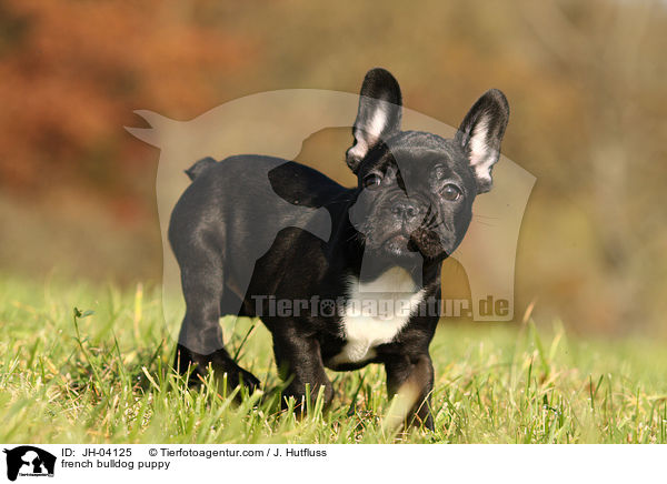 Franzsische Bulldogge Welpe / french bulldog puppy / JH-04125