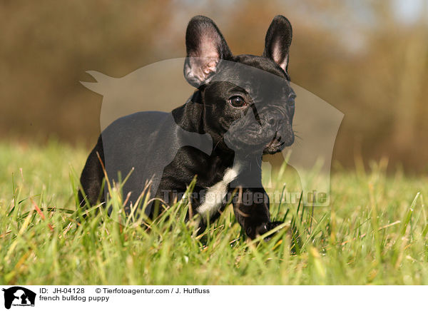 Franzsische Bulldogge Welpe / french bulldog puppy / JH-04128