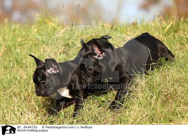 Franzsische Bulldogge Welpe / french bulldog puppy / JH-04133