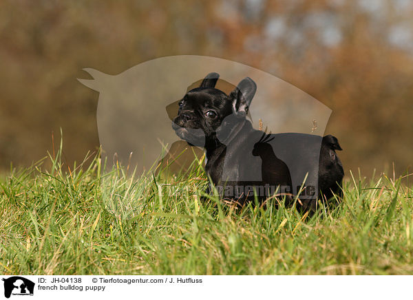 Franzsische Bulldogge Welpe / french bulldog puppy / JH-04138