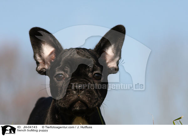 Franzsische Bulldogge Welpe / french bulldog puppy / JH-04143