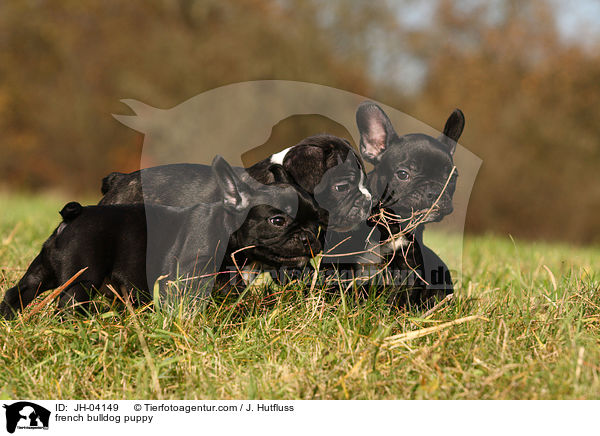 Franzsische Bulldogge Welpe / french bulldog puppy / JH-04149