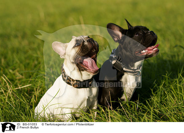 2 Franzsische Bulldoggen / 2 French Bullys / BS-01053