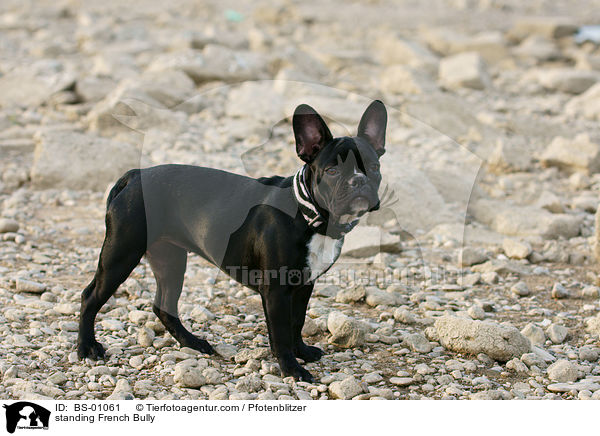 stehende Franzsische Bulldogge / standing French Bully / BS-01061