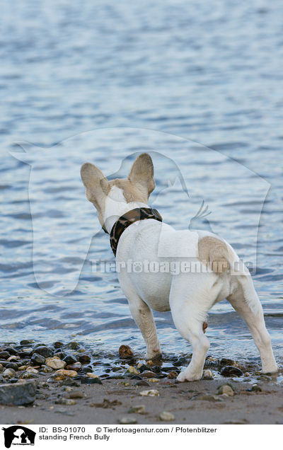 stehende Franzsische Bulldogge / standing French Bully / BS-01070