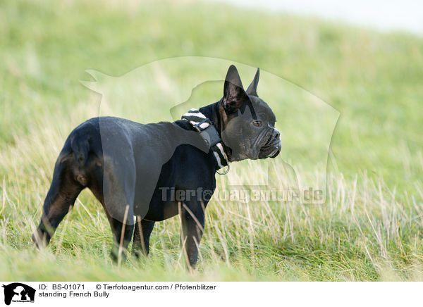 stehende Franzsische Bulldogge / standing French Bully / BS-01071