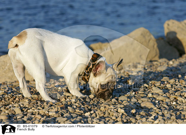 Franzsische Bulldogge / French Bully / BS-01079