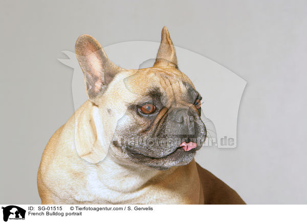 Franzsische Bulldogge Portrait / French Bulldog portrait / SG-01515