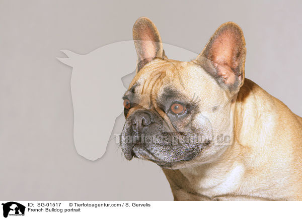 Franzsische Bulldogge Portrait / French Bulldog portrait / SG-01517