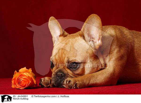 Franzsische Bulldogge / french bulldog / JH-04891