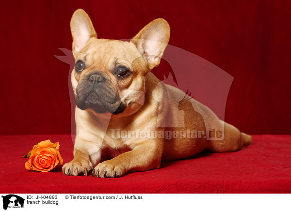 Franzsische Bulldogge / french bulldog / JH-04893