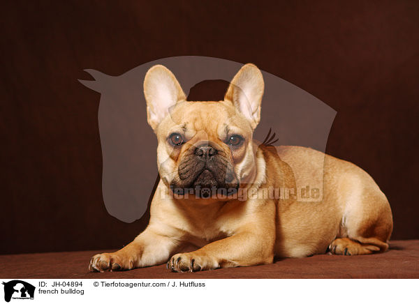 Franzsische Bulldogge / french bulldog / JH-04894