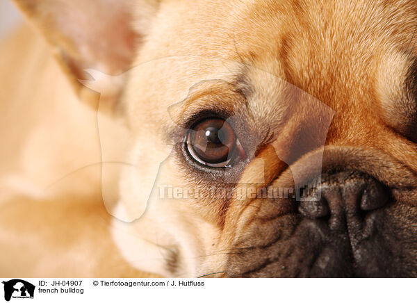 Franzsische Bulldogge / french bulldog / JH-04907