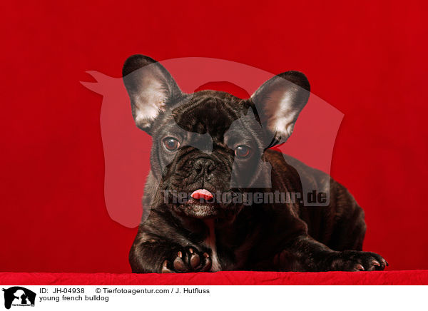 junge Franzsische Bulldogge / young french bulldog / JH-04938