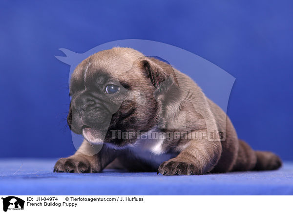 French Bulldog Welpe / French Bulldog Puppy / JH-04974