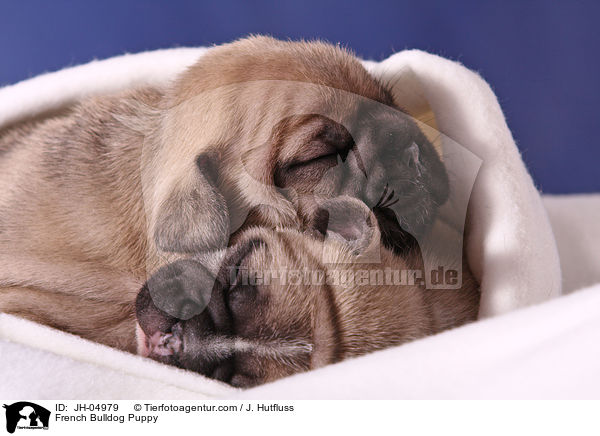 French Bulldog Welpe / French Bulldog Puppy / JH-04979