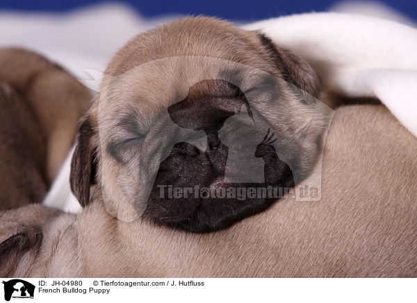 French Bulldog Welpe / French Bulldog Puppy / JH-04980