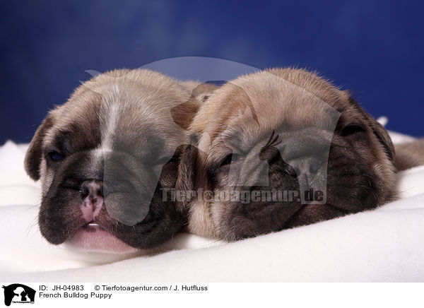 French Bulldog Welpe / French Bulldog Puppy / JH-04983