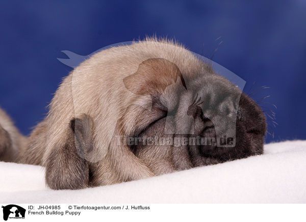 French Bulldog Welpe / French Bulldog Puppy / JH-04985