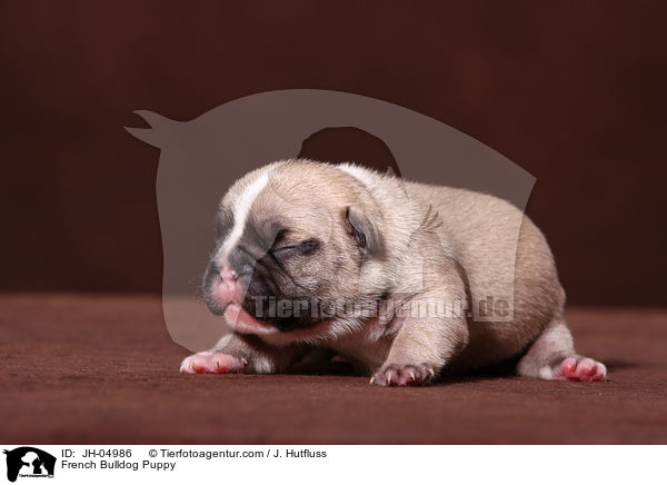 Franzsische Bulldogge Welpe / French Bulldog Puppy / JH-04986
