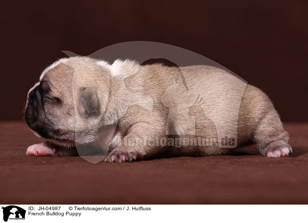 Franzsische Bulldogge Welpe / French Bulldog Puppy / JH-04987