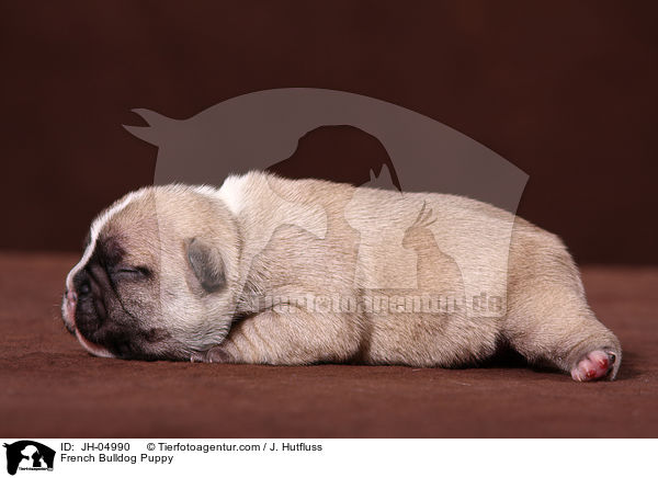 Franzsische Bulldogge Welpe / French Bulldog Puppy / JH-04990