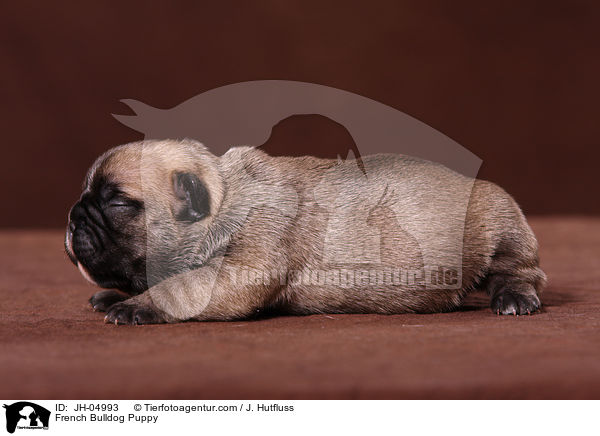 Franzsische Bulldogge Welpe / French Bulldog Puppy / JH-04993