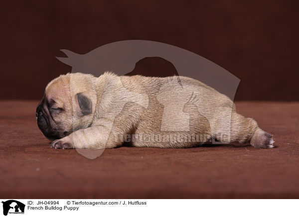 Franzsische Bulldogge Welpe / French Bulldog Puppy / JH-04994