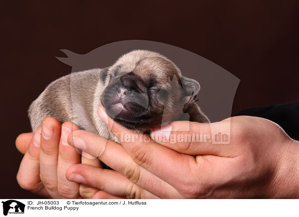 Franzsische Bulldogge Welpe / French Bulldog Puppy / JH-05003