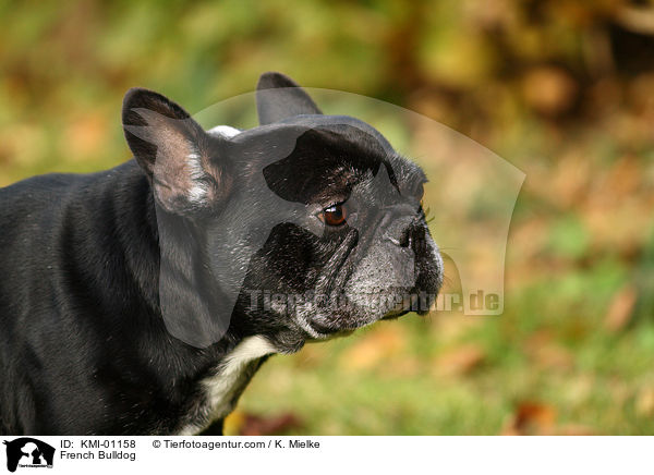 Franzsische Bulldogge / French Bulldog / KMI-01158