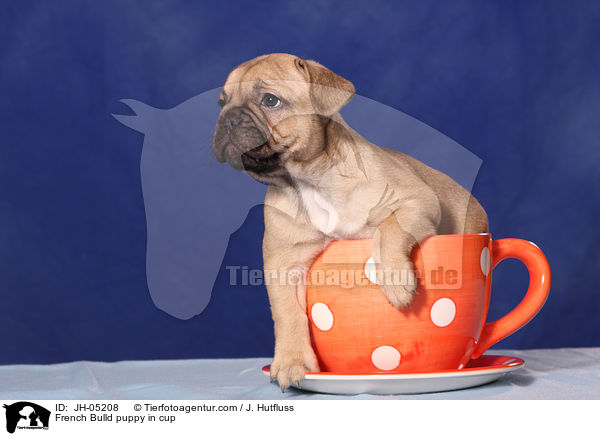 French Bulldog Welpe in Tasse / French Bulld puppy in cup / JH-05208