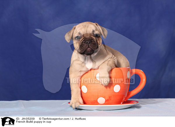 French Bulldog Welpe in Tasse / French Bulld puppy in cup / JH-05209