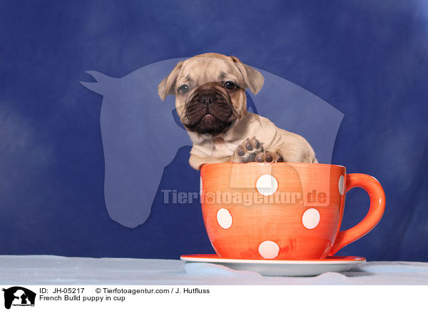 French Bulldog Welpe in Tasse / French Bulld puppy in cup / JH-05217