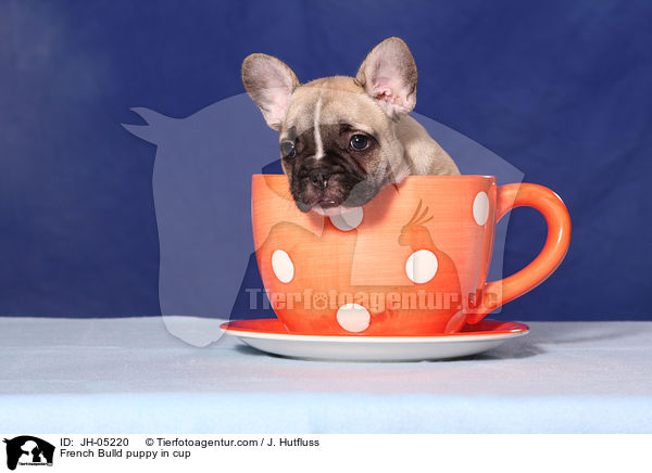 French Bulldog Welpe in Tasse / French Bulld puppy in cup / JH-05220