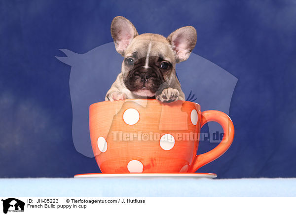 French Bulldog Welpe in Tasse / French Bulld puppy in cup / JH-05223