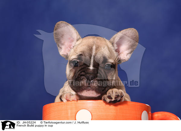 French Bulldog Welpe in Tasse / French Bulld puppy in cup / JH-05224