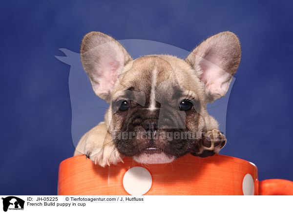 French Bulldog Welpe in Tasse / French Bulld puppy in cup / JH-05225
