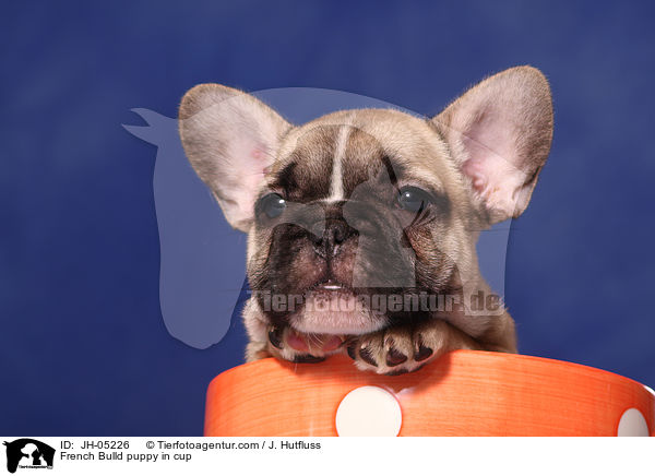 French Bulldog Welpe in Tasse / French Bulld puppy in cup / JH-05226