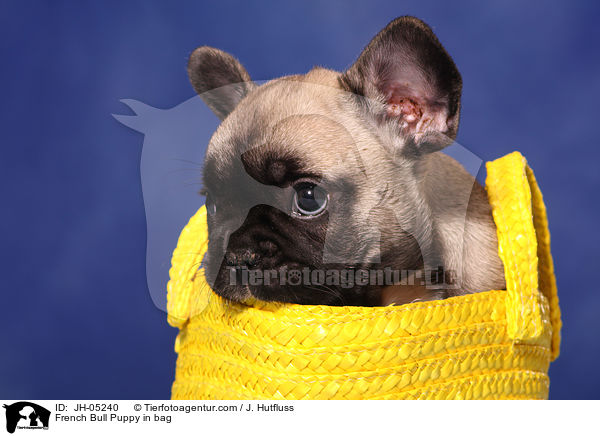 French Bulldog Welpe in Tasche / French Bull Puppy in bag / JH-05240