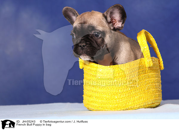 French Bulldog Welpe in Tasche / French Bull Puppy in bag / JH-05243