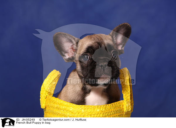 French Bulldog Welpe in Tasche / French Bull Puppy in bag / JH-05249