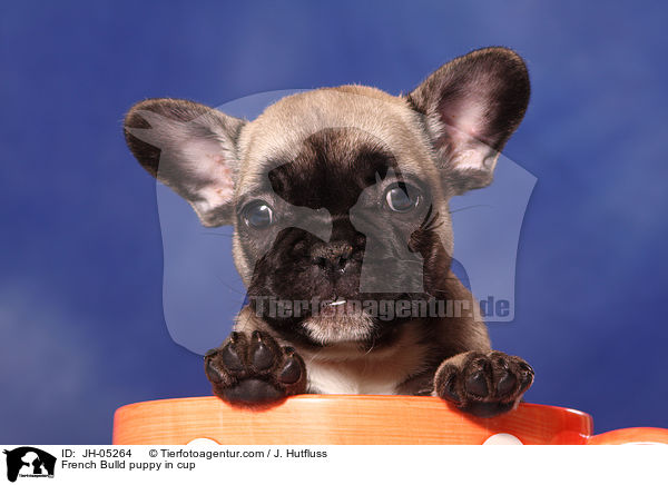 French Bulldog Welpe in Tasse / French Bulld puppy in cup / JH-05264