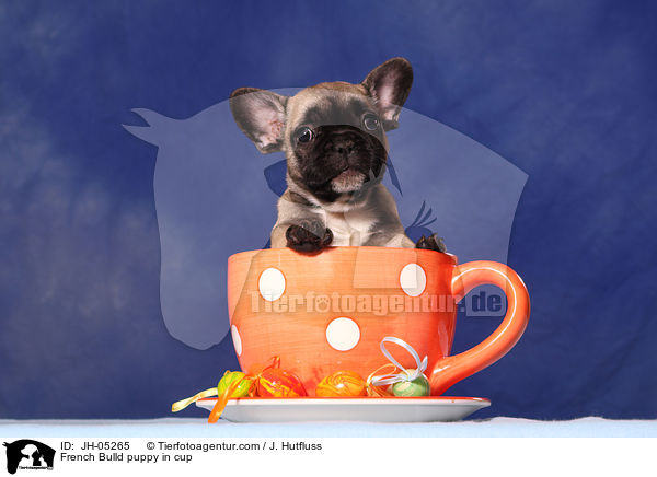 French Bulldog Welpe in Tasse / French Bulld puppy in cup / JH-05265