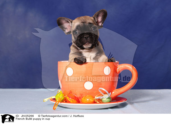 French Bulldog Welpe in Tasse / French Bulld puppy in cup / JH-05266