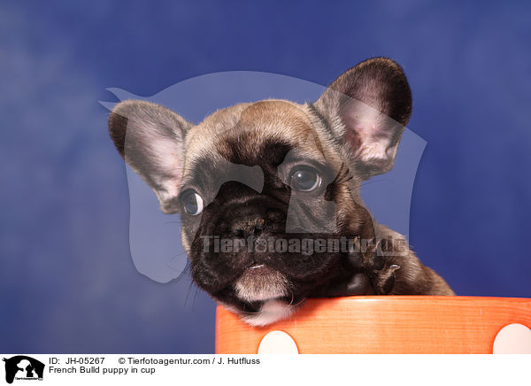 French Bulldog Welpe in Tasse / French Bulld puppy in cup / JH-05267