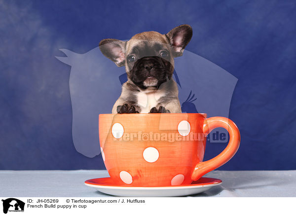French Bulldog Welpe in Tasse / French Bulld puppy in cup / JH-05269