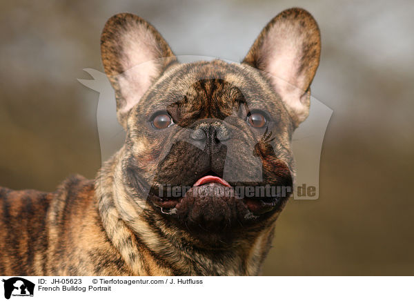 Franzsische Bulldogge Portrait / French Bulldog Portrait / JH-05623