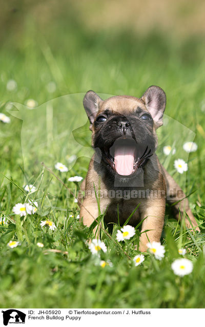 Franzsische Bulldogge Welpe / French Bulldog Puppy / JH-05920