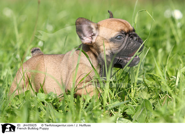 Franzsische Bulldogge Welpe / French Bulldog Puppy / JH-05925